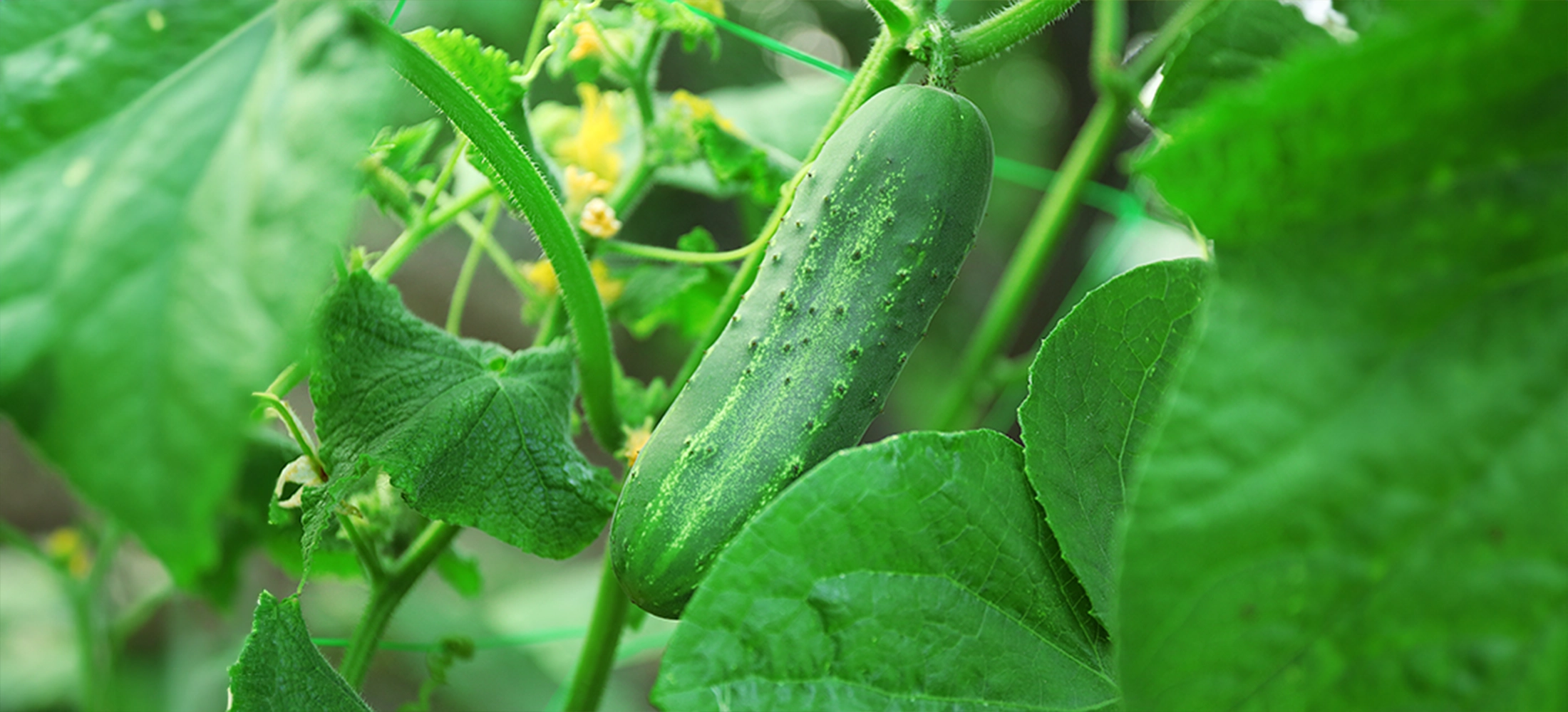 Fresh Cucumbers – Healthy & Organic Vegetables