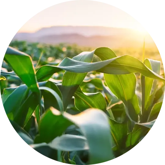 SPJ Group agriculture sector initiative